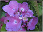 foto Fiori